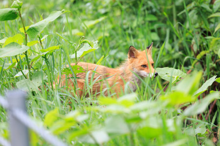 red fox in summer hokkaidoの写真素材