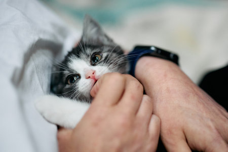 owner touching cute munchkin kitten