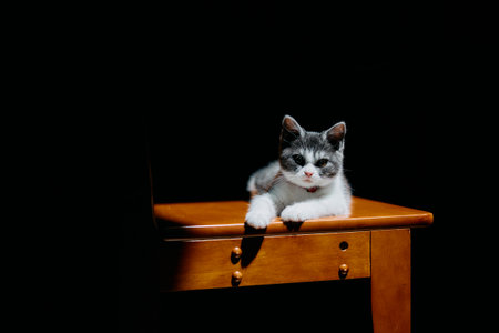 cute kitten in the lightの写真素材