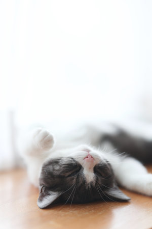 cute kitten sleeping on its backの写真素材
