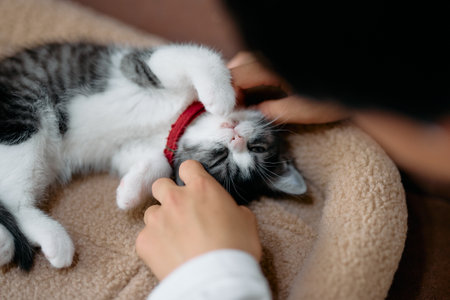 owner touching cute munchkin kittenの写真素材