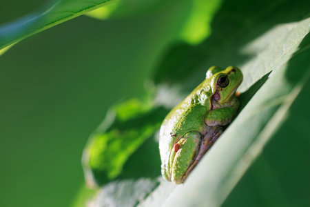 tree frog on green leaf