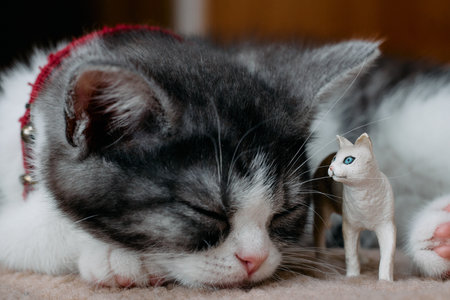 sleeping cat and cat figure