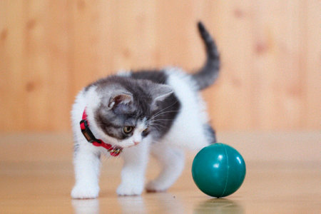 Kitten playing with a ballの写真素材