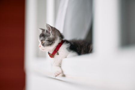 cute kitten near the window