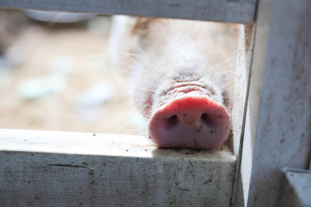Pig's nose visible through the fenceの写真素材