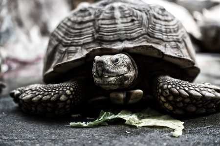 giant tortoise in Japan zooの写真素材