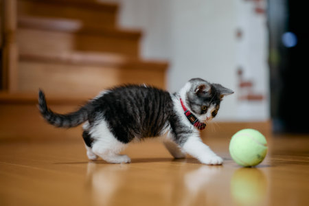 munchkin kitten play with ballの写真素材