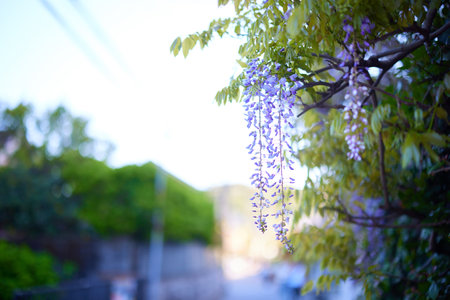 wisteria blooms in spring japanの写真素材