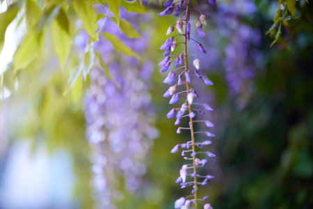 wisteria blooms in spring japanの写真素材