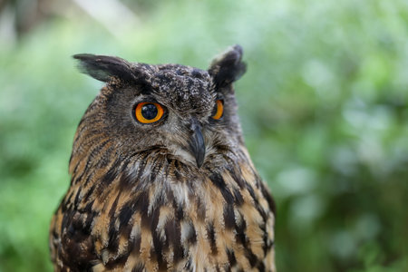 one owl in green forest
