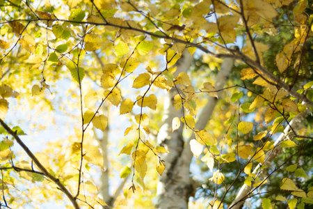 white birch in autumn hokkadioの写真素材