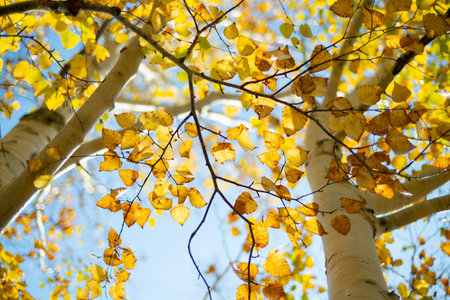 white birch in autumn hokkadioの写真素材