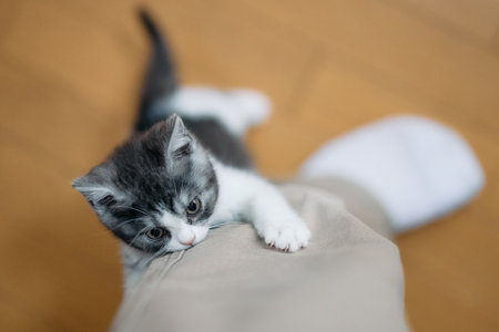 cute kitten climbing up legの写真素材