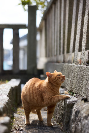 stray cat in onomichi hiroshima