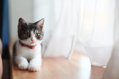 cute kitten near the windowの写真素材