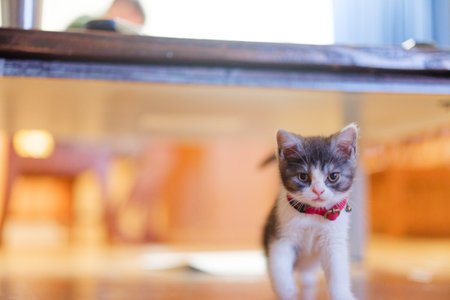 cute kitten near the window