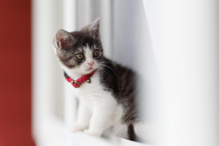 kitten peeking out of the windowの写真素材