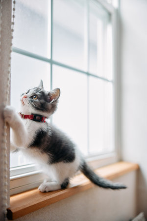 cute kitten near the windowの写真素材