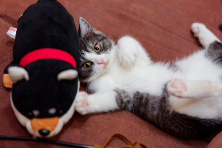 kitten playing with stuffed toyの写真素材
