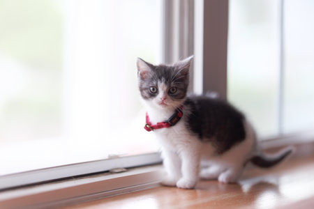 cute kitten near the windowの写真素材
