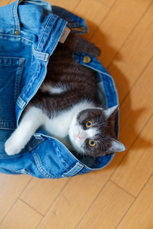 cute cat playing in jeansの写真素材