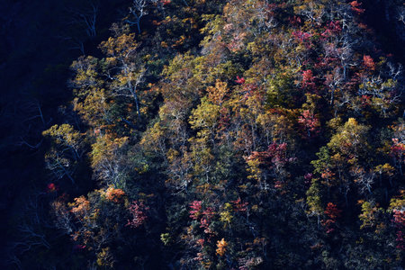 autumn leaves of Mt.tokachi in hokkaido
