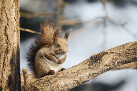 one squirrel on the treeの写真素材