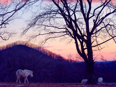 horse in early morning hokkaido