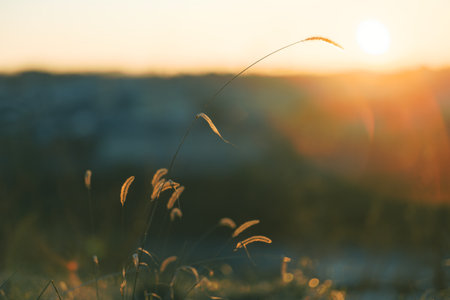 dead grass and sunrise in winterの写真素材
