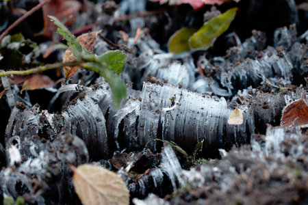 frost pillar on winter soil