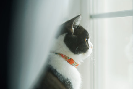 one cat near the windowの写真素材