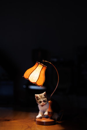 old lamp and munchkin kitten