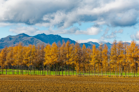 windproof forest of pine in autumnの写真素材