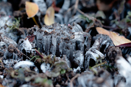 frost pillar on winter soilの写真素材