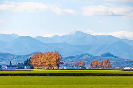 windproof forest in autumn hokkaidoの写真素材