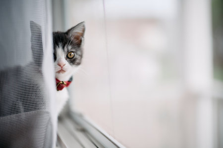 cute kitten near the windowの写真素材