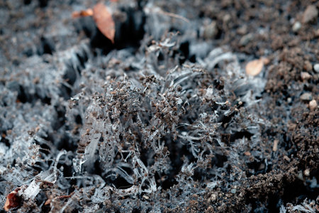 frost pillar on winter soilの写真素材