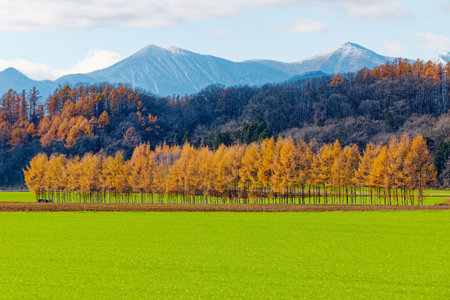 windproof forest in autumn hokkaidoの写真素材