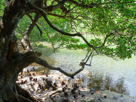 hinai river in iriomote islandの写真素材