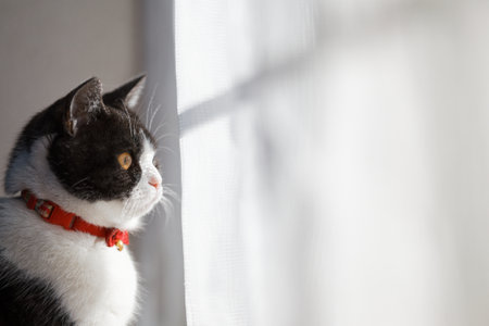 one cat near the windowの写真素材