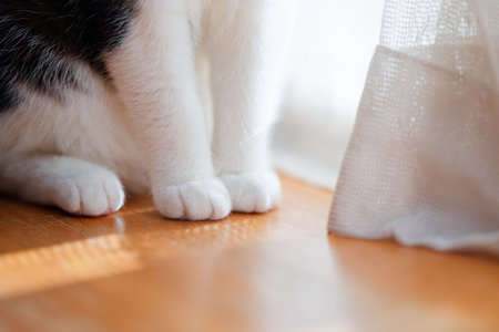 cat paw in the houseの写真素材
