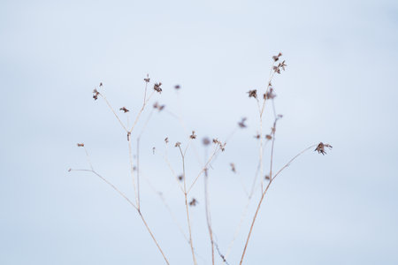 dead grass in winter morningの写真素材