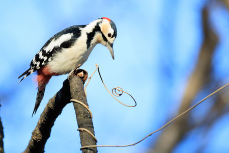 Great spotted woodpecker in winterの写真素材