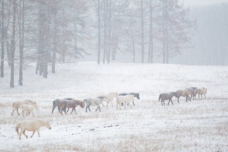 dosanko horse in winter pastureの写真素材