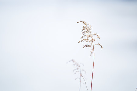 dead grass in winter hokkaidoの写真素材