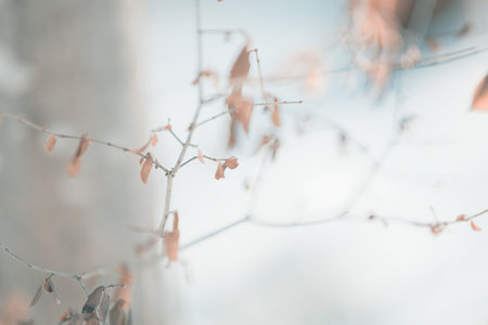 dead branch in winter hokkaidoの写真素材