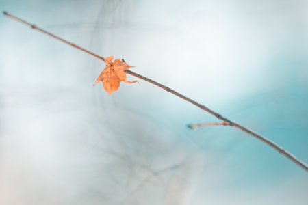 dead branch in winter hokkaido