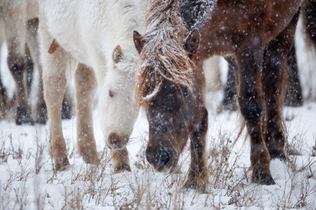 horse group in winter hokkaidoの写真素材