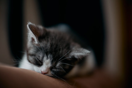 cute kiitten sleeping in houseの写真素材